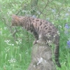 Hunting leopard
