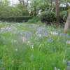 Bluebells