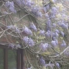 Wisteria