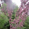 Pink cherry blossom