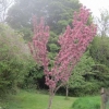 Pink cherry blossom