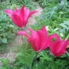 Beautiful tulips