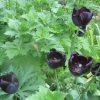 Beautiful tulips