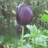 Beautiful tulip