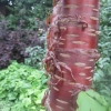 Prunus peeling bark tree