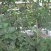 More water through the trees