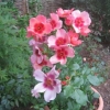 Into the Rose Garden - amazing coloured roses