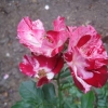 Into the Rose Garden - amazing coloured roses
