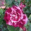 Into the Rose Garden - amazing coloured roses