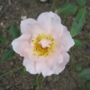 Into the Rose Garden - amazing coloured roses