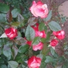 Into the Rose Garden - amazing coloured roses