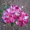 Rose Purple Tiger