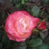 Rosa Nostalgia