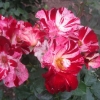 Wondrous colours in the Rose Garden