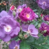 Wondrous colours in the Rose Garden