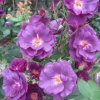 Rosa Rhapsody in Blue