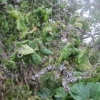 Contorted hazel