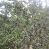 Contorted hazel