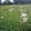 Philipendular (meadowsweet) in the flood meadow