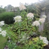 Hydrangea Paniculata