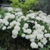 Globe Hydrangea