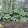 Gunnera by the stream