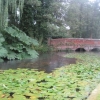 Gunnera by the stream