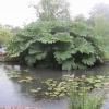 Even bigger Gunnera