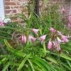 Lilies