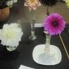 Flowers - Single Dahlia