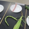 Vegetables - Funny Unusual Vegetab;e