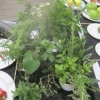 Vegetables - Collection of Herbs