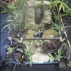 Floral Art - Adult - Miniature garden in a box or tray