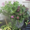 Outdoor - Patio feature with foliage / flowers