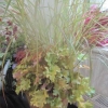 Outdoor - Patio feature with foliage / flowers