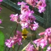 Hummingbird Hawk Moth