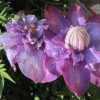 Clematis