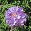 Clematis