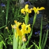 Yellow water iris