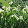 White water iris