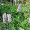 Unknown plant