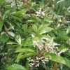 Unknown plant