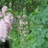 Unknown plant