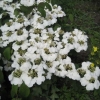 White Hydrangea