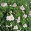 Potentilla