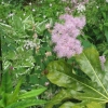 Unknown plant