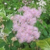 Unknown plant