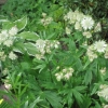 Astrantia