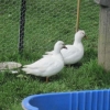 Sweet white ducks