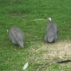 Guinea Fowl